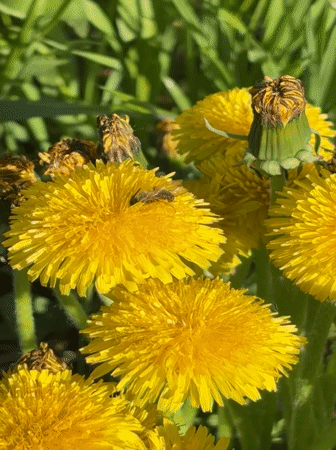 Spring morning scenes captured in Perm: blooming dandelions, pedestrian