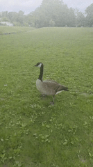 Canada geese spotted feeding in New Rochelle park