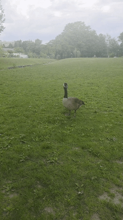 Canada geese spotted feeding in New Rochelle park