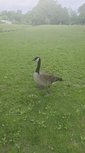 Canada geese spotted feeding in New Rochelle park