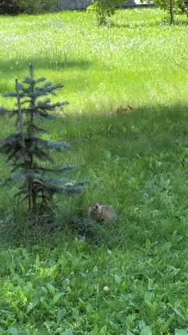A medium shot captures a marmot peeking out from dense green grass, its fur a mix of brown and tan. The marmot is positioned in the center-right of the frame, its head turned towards the camera, with its mouth slightly open. To the left, a young evergreen tree stands tall, staked with a wooden pole, its branches reaching out. The background is a blur of lush green grass, suggesting an outdoor setting. The lighting indicates it's daytime, with sunlight dappling the scene, creating shadows and highlighting the vibrant green of the vegetation. The overall atmosphere is peaceful and natural.