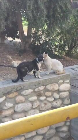 Two cats are on a stone wall. One cat is black and white, and the other is cream colored. They are facing each other, with their heads touching. The black and white cat is standing, and the cream colored cat is sitting. The wall is made of rough, grey stones. Behind the wall, there is a tree with green leaves and a dirt path. There is also a yellow bar in the foreground of the image. The scene appears to be outdoors in a sunny environment.