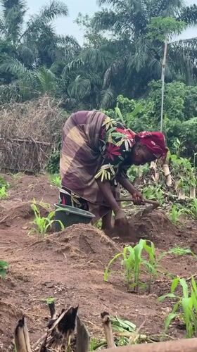 Rural farming activities documented in Nigerian agricultural communities