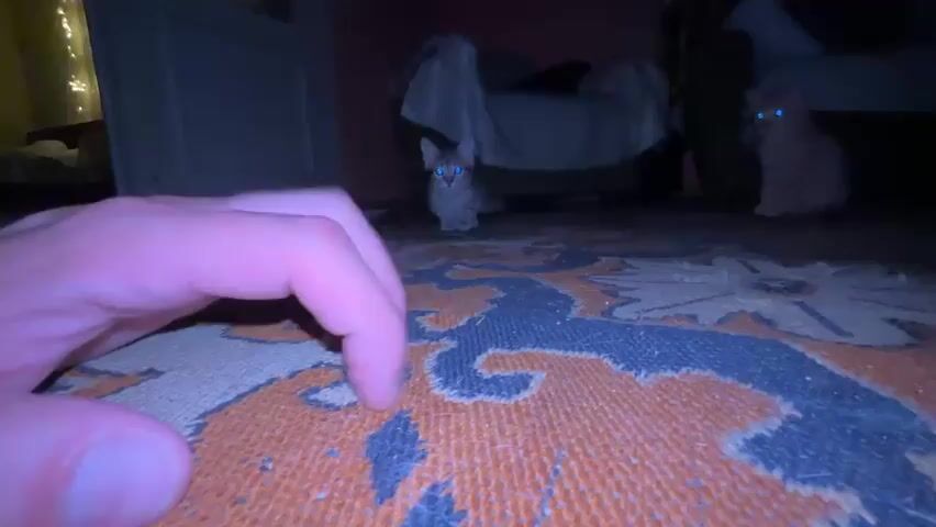 A hand with visible skin texture and fingernails is positioned in the foreground, close to a patterned rug. In the middle ground, a small tabby kitten with blue eyes looks towards the camera and then begins to interact with the hand, sniffing and gently biting a finger. In the background, another orange kitten is visible sitting on the rug. The environment appears to be indoors, with furniture and lighting suggesting a domestic setting. The scene is dimly lit.