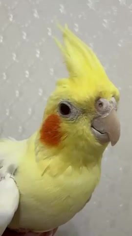 The media file shows a close-up, head-and-shoulders shot of a bright yellow cockatiel. The bird has a distinct orange patch on its cheek, a crest of yellow feathers on its head, and dark eyes. The background is a softly blurred, textured wall, likely an indoor setting.

The primary activity captured is the cockatiel's facial expressions and movements. The bird appears to be vocalizing or interacting, with its beak opening and closing in some frames. In one segment, the beak is wide open, revealing its mouth and tongue. In others, it has a more closed or partially open beak, giving it a questioning or slightly amused look. The bird's head is tilted in various ways, suggesting engagement with its surroundings or the person filming.

There are no visible people in the media. The focus is entirely on the cockatiel. The lighting appears to be indoor, with no strong shadows, suggesting it's not a specific time of day like dawn or dusk. There are no weather cues as it's an indoor shot. No text is visible in the media file. The overall impression is a playful or curious bird captured in a moment of interaction.
