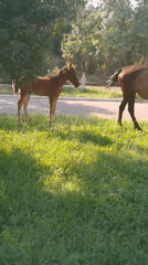 Horses and foal graze along a paved path in Angren