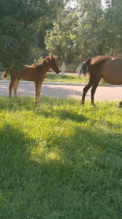 Horses and foal graze along a paved path in Angren