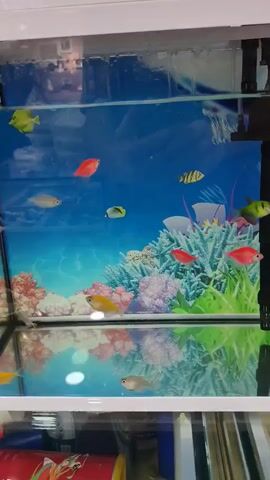 The video shows a close-up view of a fish tank with several small, brightly colored fish swimming. The tank has a blue, underwater-themed backdrop with coral and plants. Above the tank is a white ceramic decoration resembling Hello Kitty. The camera pans slightly, showing the reflection of the fish and the decor in the glass. The overall environment appears to be indoors, possibly a home or a pet store.