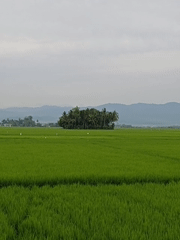Lush rice paddies stretch toward palm trees and mountain horizon in Aceh