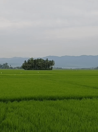 Lush rice paddies stretch toward palm trees and mountain horizon in Aceh