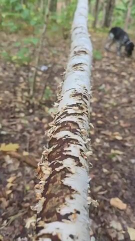 The video shows a close-up, blurry shot of a fallen white birch log in a forest. In the background, a black and white dog is visible, sniffing the ground. The ground is covered with fallen leaves and debris. The camera movement suggests it is being moved along the log, creating a sense of motion. The lighting is natural, indicating it is daytime. The environment appears to be a typical woodland setting.
