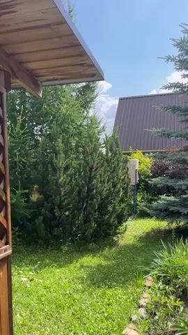 This video shows a backyard on a sunny day with a blue sky and fluffy clouds. The foreground features lush green grass and various plants, including what appears to be peony bushes with their leaves and stems visible. To the left, a portion of a wooden overhang is visible, suggesting a structure like a porch or patio. Behind the plants, a tall, slender evergreen tree stands prominently. Further back, a house with a brown, corrugated metal roof is visible. To the right of the evergreen tree, a blue inflatable swimming pool is situated on the grass. The background is filled with a variety of trees and bushes, creating a dense, green landscape. The camera pans slowly from left to right, offering a panoramic view of the backyard. No people or animals are visible in the video.