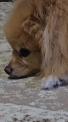 A close-up, still shot shows the head of a small, tan-colored dog, likely a Pomeranian, resting on a textured carpet. The dog's face is turned to the left, with its eyes looking down. Its fur is fluffy, particularly around its head, and its nose is dark. One of its front paws, with white tips on its fur, is visible in the lower right corner. The background is blurred, but appears to be a darker carpet or rug. The lighting is dim, casting soft shadows.