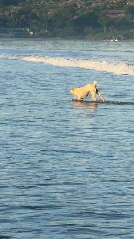 A medium shot shows a sandy-colored dog standing in the ocean as a wave washes over it. The dog is facing away from the camera and standing in the water up to its knees. It is a bright, sunny day, and the water is a clear blue. The coastline is visible in the background, with trees and buildings. The waves are small and gentle. The dog appears to be enjoying the water.