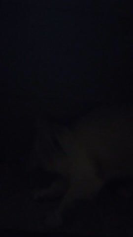 The media file is a very dark video that appears to be filmed at night or in a poorly lit indoor setting. The primary subject is a blurry, light-colored animal, likely a cat, lying down. The animal is the only clearly discernible element in the footage, with its form softly illuminated against the dark background. The camera movement is subtle and unsteady, suggesting it might be hand-held. The scene is indistinct, offering no specific location cues beyond the darkness. There are no people visible, and no discernible text. The overall mood is one of quiet stillness, almost as if observing the animal in a moment of rest. The location context of Luzzi, Italy, is not visually represented in the video itself.
