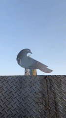 Metal dove sculpture against a Tehran sky