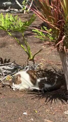 The video shows a cat sleeping in the shade of some plants and then pans up to show a town square on a sunny day. The cat is brown and white and is curled up on the ground under some leafy plants. The camera then pans up to show a view of the town square, which is filled with people walking around. There are trees, flowers, and white tents set up in the square. In the background, there are buildings and a hill. The sky is blue with some clouds.