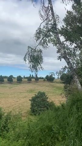 A panoramic video begins with a close-up of a tree branch and then pans out to reveal a landscape with a field of tall, dry grass. In the distance, a line of evenly spaced trees forms a distinct row, with a fence running alongside it. Beyond the trees, more trees are visible in the background, and the sky is filled with a mix of clouds and patches of blue. The camera continues to pan, showing a small cluster of trees in the middle ground and a dense area of green foliage in the foreground. The scene is peaceful and natural, with no signs of human activity apart from the fence.