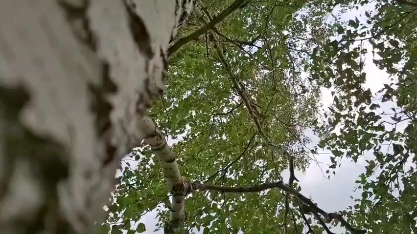 A close-up, low-angle shot looking up at a birch tree against a cloudy sky. The foreground is dominated by the textured white bark of the tree trunk, with dark horizontal markings. Branches and green leaves fill the upper portion of the frame, obscuring much of the sky. The camera angle is extreme, emphasizing the upward growth of the tree.