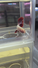 Browsing colorful betta fish and aquarium stock in Tanjung Pinang