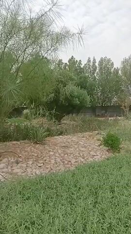 A video shows a landscape with greenery and trees. The camera pans across the scene, revealing a variety of plants, rocks, and a lamppost. The sky is visible in the background, with some clouds. The video appears to be filmed outdoors in a park or garden setting.