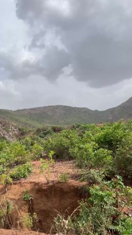 The video shows a landscape under a cloudy sky. The ground is mostly reddish-brown earth with sparse green vegetation. In the background, there are hills covered in green trees. Some areas have more dense foliage, while others appear drier with fewer plants. At one point, the camera pans slightly to the right to reveal a rocky outcrop at the top of a hill, adding a unique element to the landscape.