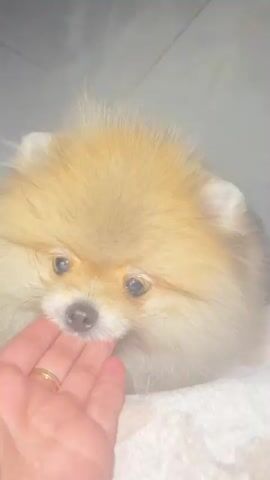 A close-up video shows a hand with a ring on the ring finger gently interacting with a small, fluffy Pomeranian puppy. The puppy's mouth is touching the fingers of the hand. The puppy's fur is light brown and cream colored. The background is dark and appears to be a wall. The puppy is on a textured white surface. The puppy's tongue is visible in one frame. The video is short, lasting only a few seconds, and captured in a low-light environment.