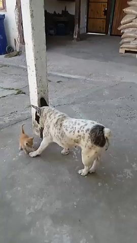 A French bulldog with white and black spots is interacting with a small orange kitten on a concrete patio. The dog is on the right and the kitten is on the left. They are near a white pillar. The dog appears to be sniffing or nudging the kitten. In the background, there is a building with wooden doors, some stacked bags, a blue garbage bin, and a green toy vehicle. The lighting suggests it is daytime.