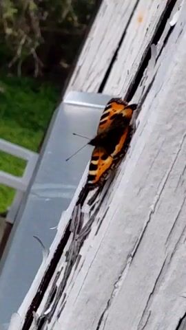 A butterfly with orange and black wings clings to a weathered white wooden surface. The butterfly's wings are closed, revealing the patterned undersides. The wooden surface shows signs of peeling paint and age. In the background, blurred greenery and a metallic structure are visible. The butterfly's antennae are extended.