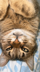 Tabby cat relaxes on floral bedding in Beverwijk home