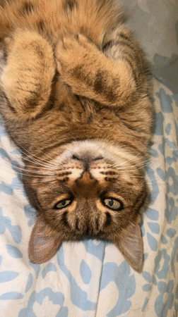 Tabby cat relaxes on floral bedding in Beverwijk home
