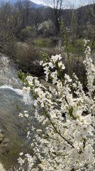 Spring blooms observed along flowing river in Apriltsi, Bulgaria