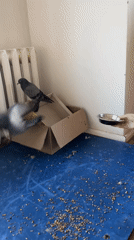 Sofia resident feeds pigeons indoors, documents care routine
