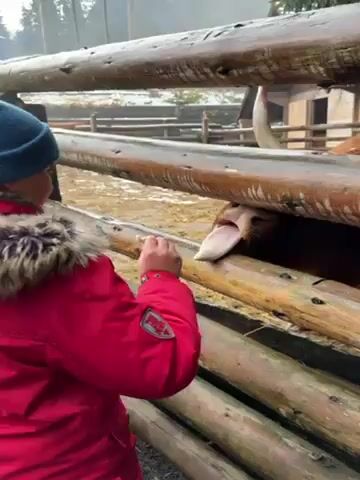 A child wearing a red coat and blue hat stands near a wooden fence, interacting with a Highland cow. The cow's head and horns are visible through the fence. The child turns to face the camera and smiles. The scene is set outdoors in a somewhat snowy environment, with trees and a wooden structure in the background.