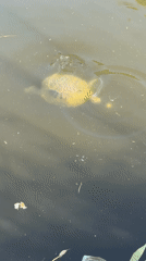 Red-eared slider turtles in a murky pond, Kfar Vitkin