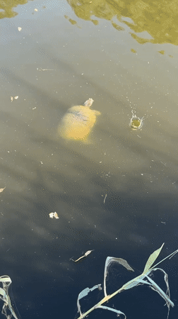 Red-eared slider turtles in a murky pond, Kfar Vitkin
