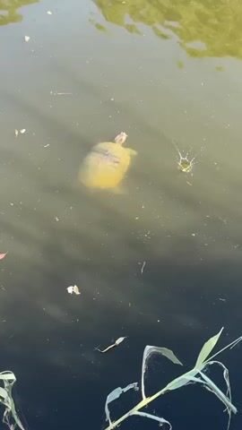 A yellow turtle swims in murky water. The turtle surfaces, its head and neck visible above the water. It then submerges again. The water is still, with some leaves and debris floating on the surface. The background is out of focus and appears to be vegetation.