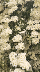 White flowering shrub blooms observed in Hrabrino, Bulgaria