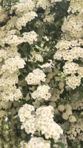 White flowering shrub blooms observed in Hrabrino, Bulgaria