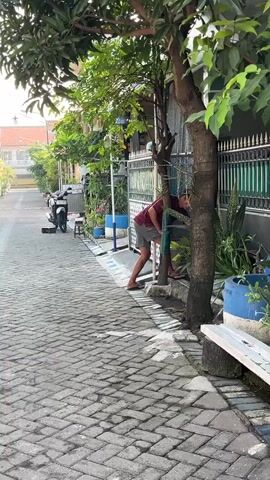 The video shows a person in a maroon t-shirt and grey shorts bending down behind a tree trunk near a fence. The person is looking through a gap in the fence. The environment appears to be a residential area with a paved walkway made of interlocking bricks. There are plants and potted vegetation visible. A motorcycle is parked on the left side of the walkway. A metal fence with green accents runs along the property line. The lighting suggests it is daytime, possibly late afternoon.
