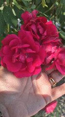 Garden afternoon in Bulgaria: roses, cherries, and cats