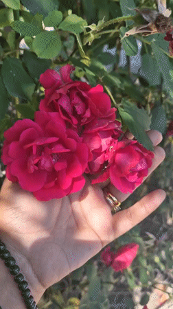 Garden afternoon in Bulgaria: roses, cherries, and cats