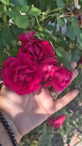 The video shows a close-up of a hand holding several dark pink roses. The hand is in the foreground and the roses are in focus. The background is blurred and appears to be a garden with green leaves and some sunlight. The person's hand has a black beaded bracelet on the wrist and a ring on one finger.