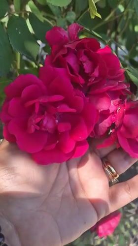 Garden afternoon in Bulgaria: roses, cherries, and cats