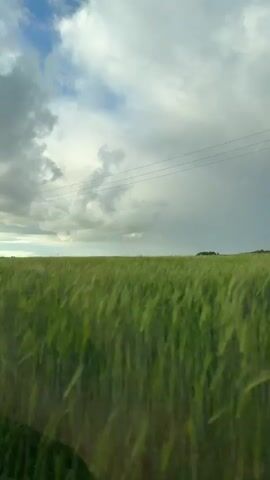The video shows a vast, green field of grain under a dramatic sky. The grain, likely wheat or barley, is tall and appears to be swaying gently in the wind. The sky is a mix of bright blue patches and heavy, grey clouds, suggesting a changing weather pattern, possibly a storm brewing. Several power lines stretch horizontally across the middle ground, and a single utility pole stands tall on the left side of the frame. In the distance, a faint line of trees or a small cluster of buildings can be seen on the horizon. The overall impression is one of open, rural landscape, with the wind and weather playing a significant role in the scene. The lighting suggests it is late afternoon or early evening, given the intensity of the clouds and the soft light on the field. The scene evokes a sense of natural beauty and the raw power of the elements. The audio contains Russian lyrics, which translate to "What a good, kind, tender, loving, caring, warm, bright, wonderful, beautiful, happy, joyful, wonderful, excellent, amazing, great, unique, rich, fertile, generous, talented, smart, kind, faithful, honest, beautiful, interesting, and happy my loved one is."