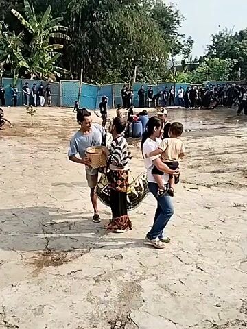 This video captures a lively scene in Gentungan, Indonesia, likely during an outdoor cultural event or performance. The primary subjects are a group of people interacting in a sandy, open area. In the foreground, a person in traditional, colorful attire with a patterned skirt appears to be performing or preparing to perform, holding what looks like part of a costume. They are interacting with another individual in a light blue t-shirt and shorts, who is holding a large, decorative fan or headdress. To the right, a woman is holding a small child, watching the interaction.

In the background, a crowd of onlookers is gathered behind a blue fence, suggesting a public event. The setting appears to be rural or semi-rural, with lush green trees and vegetation visible behind the crowd and fence. The time of day seems to be daytime, with bright, somewhat diffused sunlight, indicating it could be late morning or afternoon. The weather appears to be fair, with no obvious signs of rain.

The overall atmosphere seems to be one of engagement and community. The people in the foreground are looking at each other, and the presence of the crowd implies an audience for the activity. The child being held appears calm, and the adults' expressions are difficult to discern clearly due to the video's resolution but seem neutral or engaged.

A yellow sign with text is partially visible in the background, behind the crowd and buildings. However, the text on the sign is illegible in this video. The ground is primarily sand or packed dirt, typical of outdoor event spaces. The presence of what look like large blue barrels near the fence in the background might suggest some sort of water storage or part of the event setup.