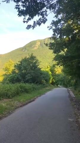 This is a landscape video taken from a vehicle driving along a paved road. The scene is dominated by lush green vegetation and a large, tree-covered mountain in the background. The time of day appears to be late afternoon or early evening, as the sun casts long shadows and illuminates the foliage with a warm, golden light. The sky is clear with a few wispy clouds. The road curves gently to the right, leading further into the scenic mountain landscape of Campochiaro, Italy. The overall mood is peaceful and serene, suggesting a leisurely drive through nature. There is no visible text within the video.