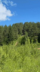 SUV travels forest dirt road near Прикамский, Russia