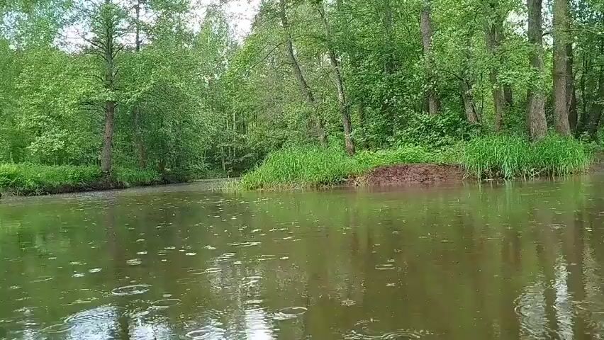 The video shows a body of water surrounded by trees, likely a lake or slow-moving river, as it rains. The water is murky and reflects the surrounding greenery. Raindrops are visible on the surface of the water, creating ripples. The trees are lush and green, forming a dense forest along the water's edge. The camera appears to be static, capturing the tranquil scene without movement. There are no people or animals visible in the video. The setting is a natural environment, seemingly untouched by human development.