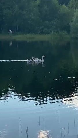The video shows a serene lake with a line of trees in the background. In the middle of the lake, three geese are swimming. Two of the geese are slightly ahead, while the third one follows closely behind. Their reflections are visible on the calm surface of the water. In the distance, on the bank of the lake, a person is standing, facing away from the camera. The overall atmosphere is peaceful and natural.